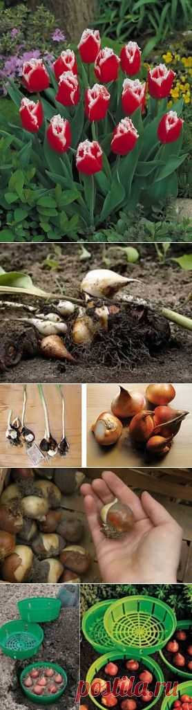 Когда и как выкапывать тюльпаны, хранение луковиц | Дача - впрок