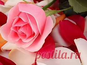 Домашние маски для лица из лепестков роз. Нам часто дарят букеты из роз, но срезанные цветы не долго сохраняют свою первозданную красоту и вянут. А можно найти полезное применение для розовых лепестков...