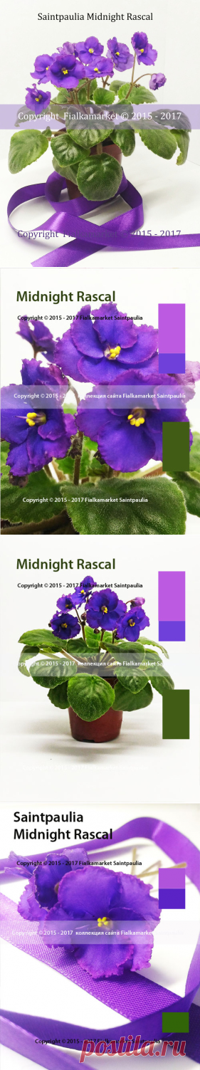 Saintpaulia Midnight Rascal