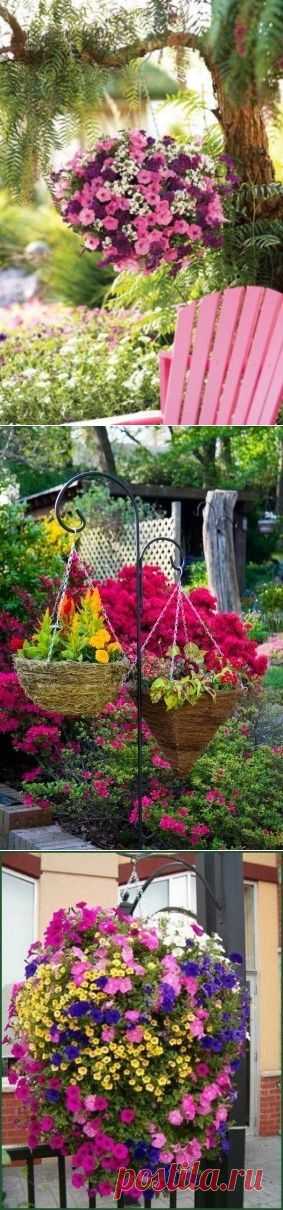 Посадка и уход ампельных растений для украшения террасы или балкона - Садоводка