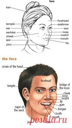 Лоб перевод. Лицо человека на английском. Лицо (часть тела). Описание лица на английском. Части лица человека на английском.