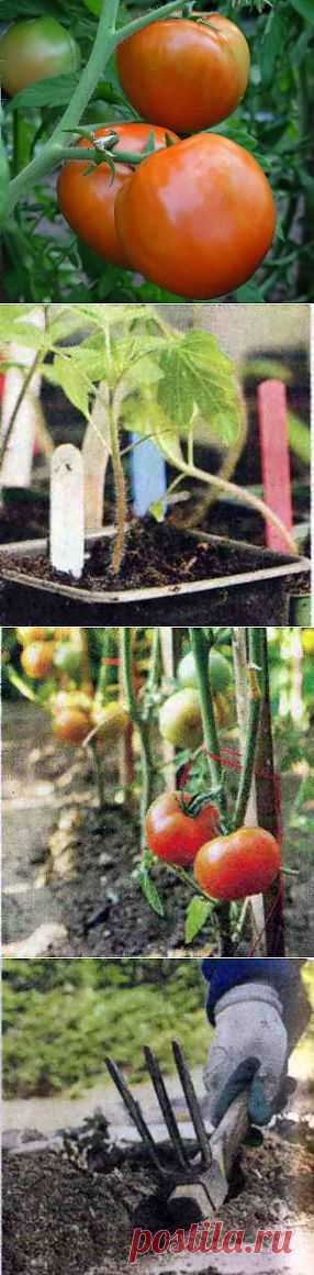 Выращивание рассады томатов на молоке, посадка | Дача - впрок
