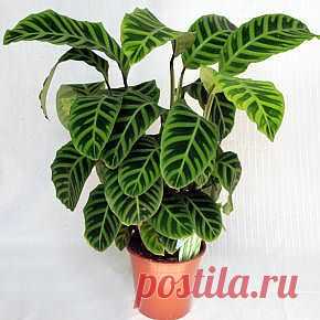 Калатея полосатая - Калатея - Декоративно-лиственные растения - Комнатные растения - GreenInfo.ru