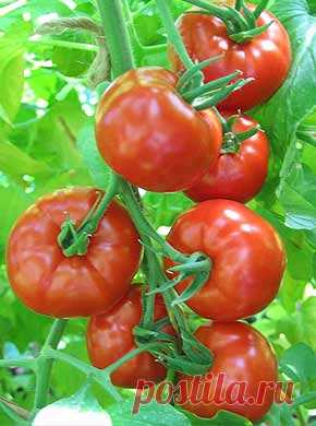 Выращивание рассады помидоров по Ушакову — 6 соток
