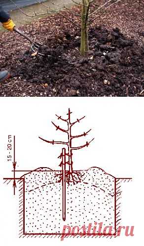 Как посадить саженцы плодовых деревьев | Дача - впрок