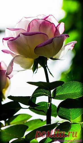 Marsha's Birthday Rose от пользователя 12bluros на Flickr | Louise Moorman Custom Art приколол(а) это к доске Flowers - Wonders of Creation