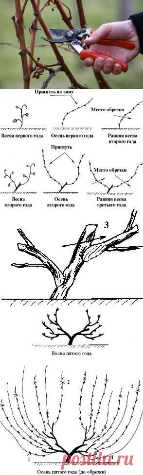 Обрезка винограда от А до Я.