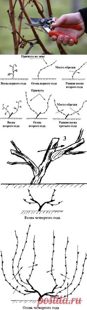 Я сам себе агроном! Обрезка винограда от А до Я. .