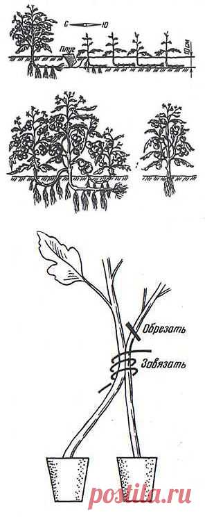 Тайны выращивания помидор.