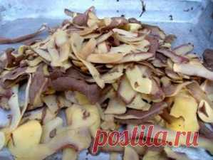 Картофельные очистки - прекрасное удобрение! - картофель, картофельные очистки, картофельные очистки в качестве удобрения