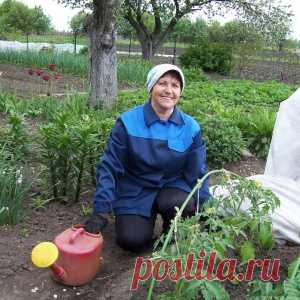 Полезные советы начинающим, но и опытным огородникам