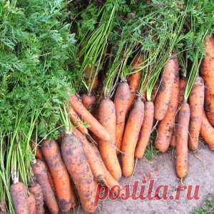 Ошибки на морковной грядке - МирТесен