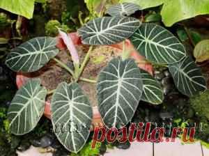 Алоказия (Alocasia), уход и выращивание