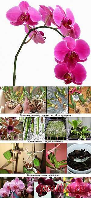 Размножение орхидей в домашних условиях | Образцовая Усадьба