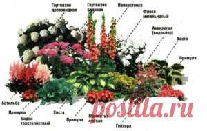 11 готовых схем самых красивых цветников с указанием всех растений. | Для дачников.ру