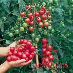 Технология посадки помидоров от Людмилы Терёхиной.