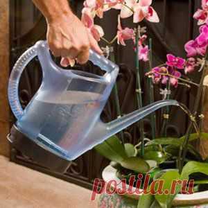 Усадьба | Цветы в доме : Особенности содержания орхидей в домашних условиях
