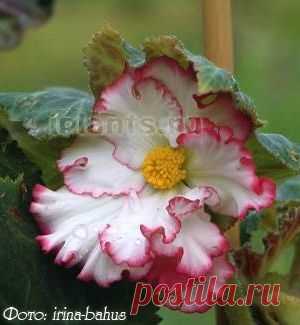 Бегониевые Begoniaceae - Комнатные растения и цветы
