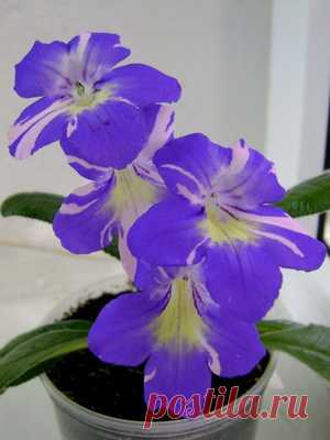 Комнатные цветы с голубыми цветами - Садоводка