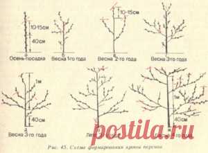 Как и когда обрезать старый и молодой персик весной: сроки, правила и схемы