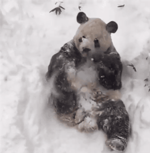 Snow GIF - Find & Share on GIPHY