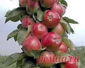 Колоновидные яблони — Саженцы — Розы в Волгограде