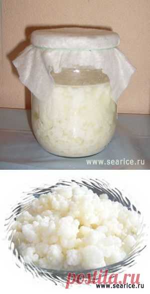 Тибетский молочный гриб.Молочный гриб: инструкция по применению. Диета для похудения на основе молочного тибетского гриба.Полезные свойства кефира