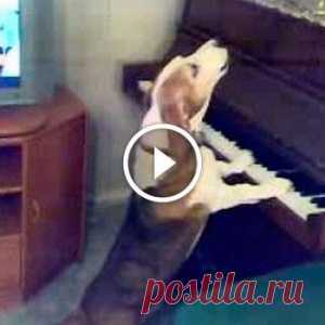 Тот случай, когда собака поёт и играет на пианино лучше, чем ты!