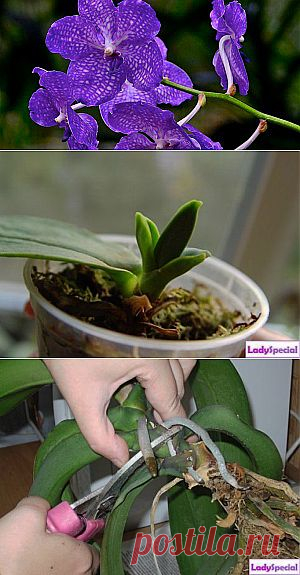 Размножение орхидей в домашних условиях - Женский журнал LadySpecial.ru