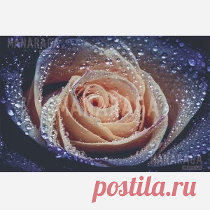 Фиолетовые, синие, кремовые и другие розы фотообои — каталог Manaraga