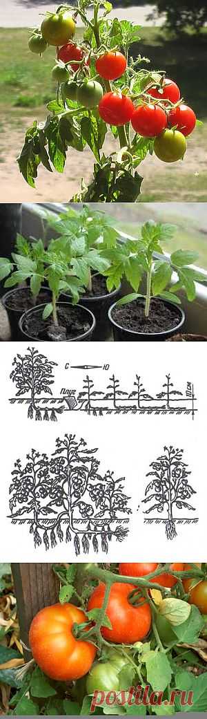 Тайны выращивания помидор.