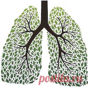 Очищение легких народными средствами в домашних условиях.