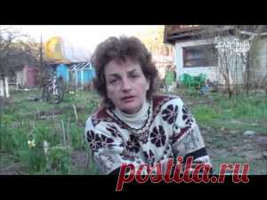 Как посадить гладиолусы весной | Дача - впрок