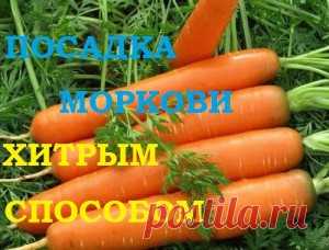 Посадка моркови хитрым способом! Ждем всходы через несколько дней! — 6 соток