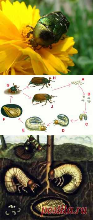 Как бороться с майским жуком и его личинкамиДача - впрок | Дача - впрок
