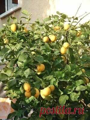 Разведение лимонов дома.