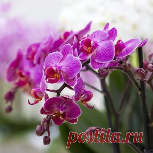 Орхидея: вред или польза? яд или лекарство?