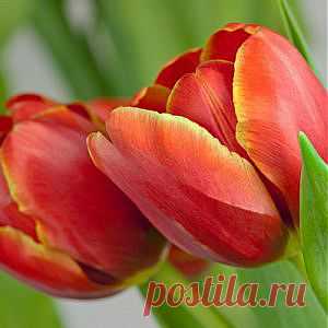 Усадьба | Цветок в саду : Учимся правильно ухаживать за тюльпанами
