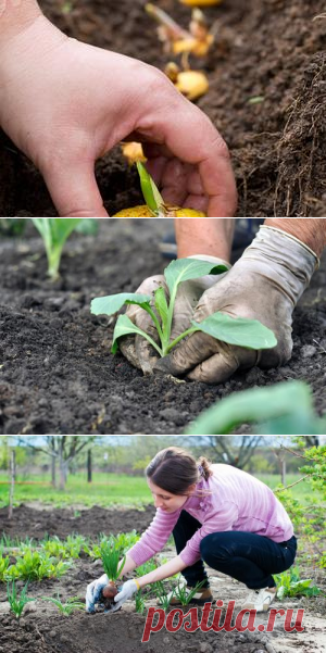 Когда высаживать рассаду, 15 идей для маленького сада, 12 ярких блюд из овощей - nina-nesterenko@mail.ru - Почта Mail.Ru