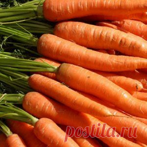 4 шага к хорошему урожаю моркови | Огородник (Усадьба)