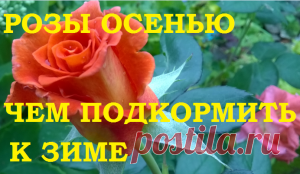 Розы осенью. Чем подкормить к зиме. — 6 соток