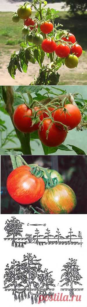 Тайны выращивания помидор | Наш дом