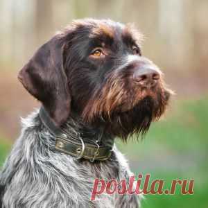 Дратхаар – немецкая порода собак для охоты.