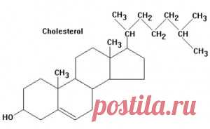 Как снизить уровень холестерина в крови: правильное питание, народные методы - Onwomen.ru