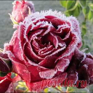 Спасаем розу от мороза: как правильно укрыть цветы на зиму
