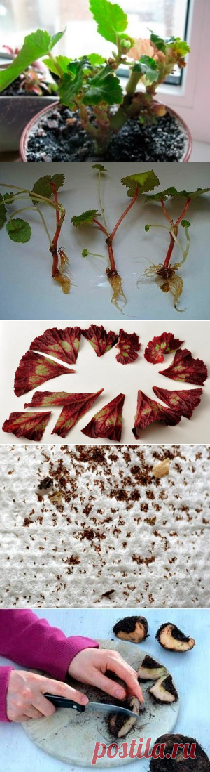 Как размножить бегонию в домашних условиях: листом, черенками в воде и субстрате, клубнем и другие способы и секреты