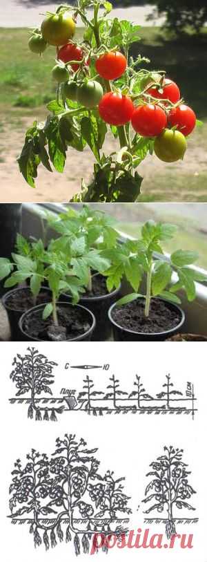 Тайны выращивания помидор