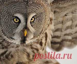 Eagle-owl-(2) wallpaper - Free HD Desktop Wallpapers