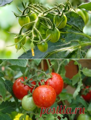 Подкормка томатов во время цветения и плодоношения: обычная и внекорневая