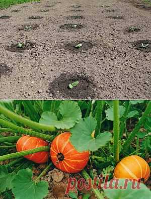Выращивание тыквы рассадой и семенами в открытый грунт | Дача - впрок